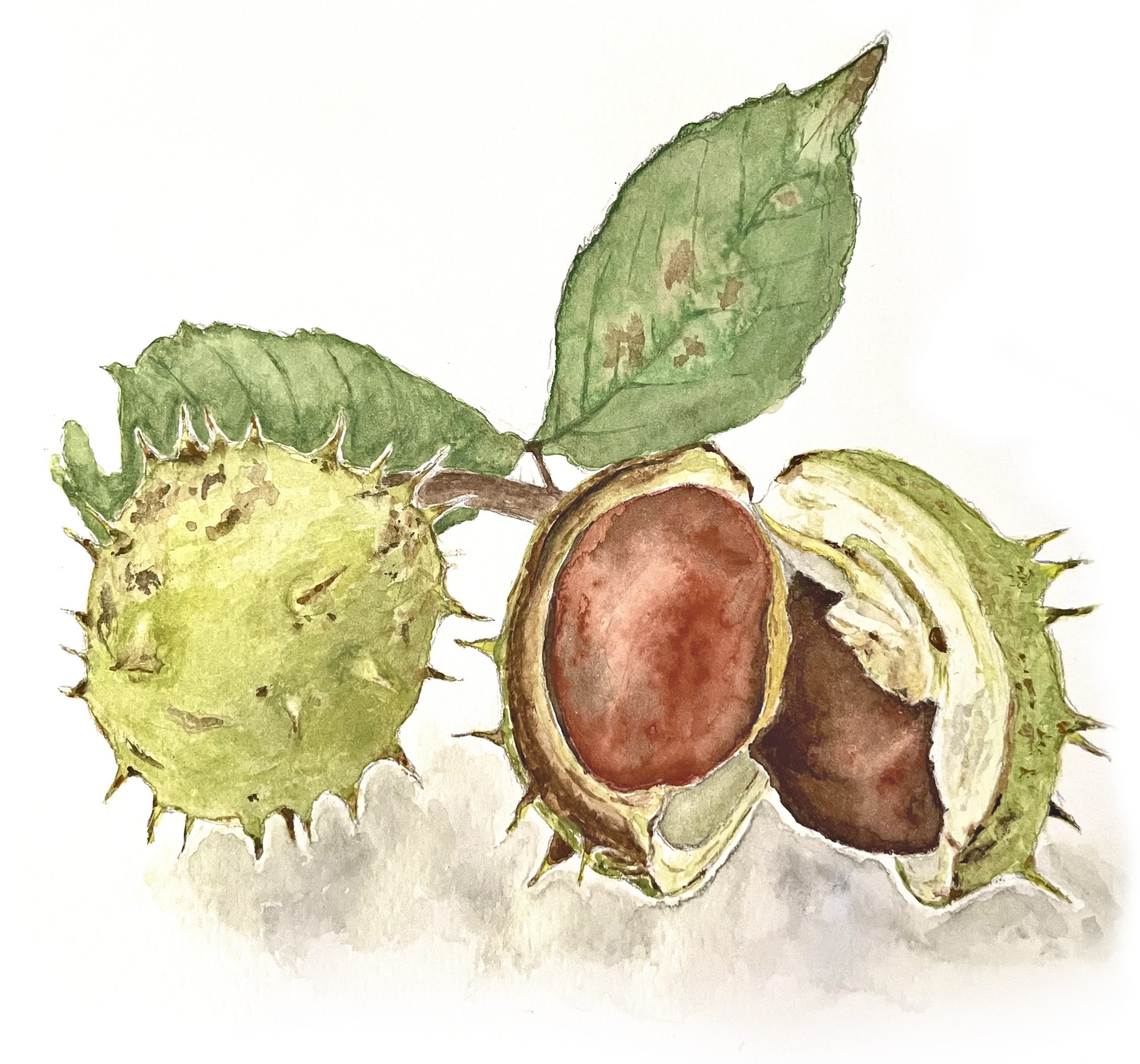 Kastanien freigestellt Aquarell Natur
