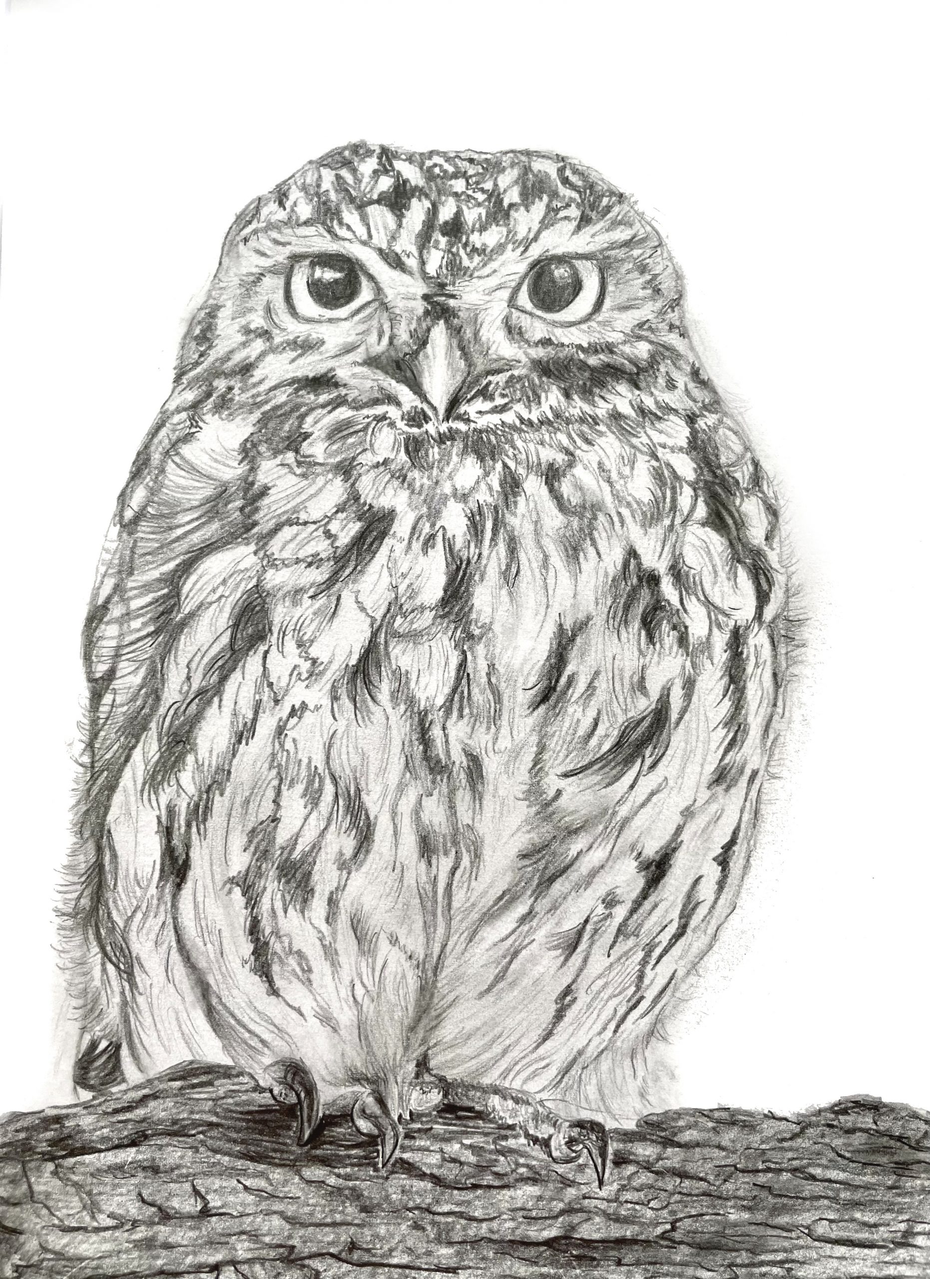 Eule Bleistiftzeichnung freigestellt