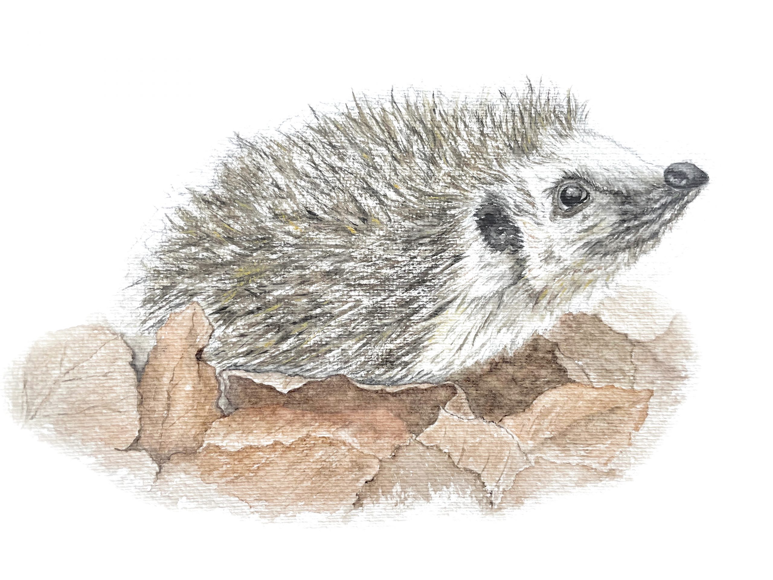 Igel in Blättern Aquarell Natur