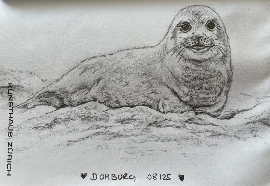 Robbe Bleistiftzeichnung