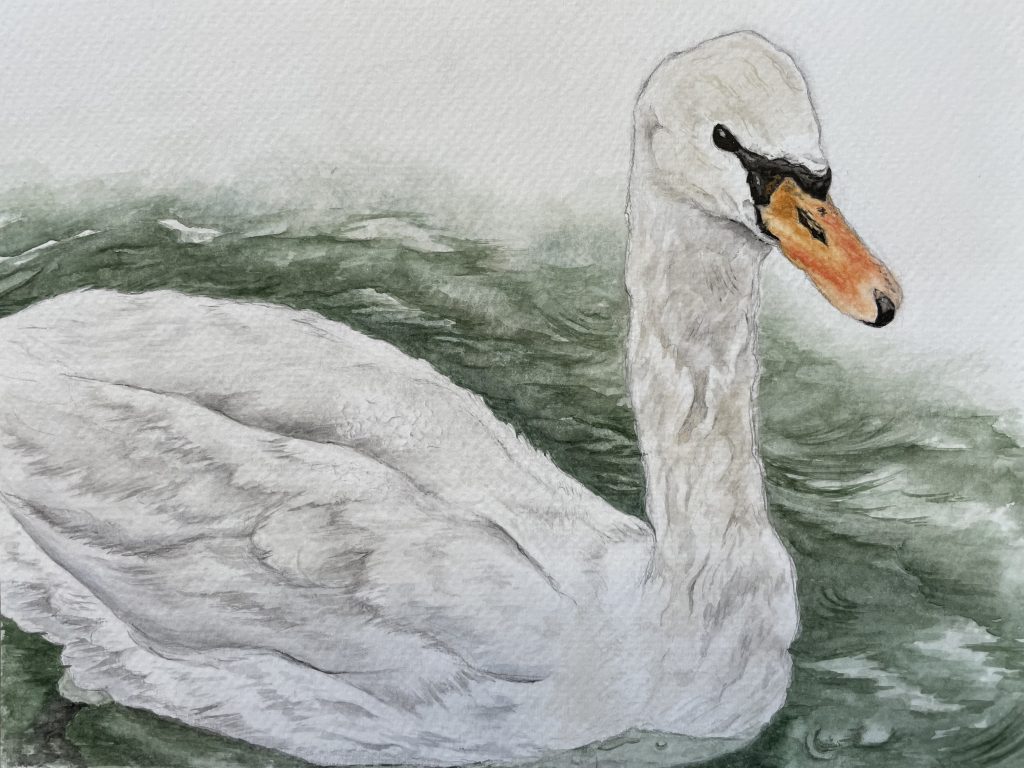 Schwan auf Wasser Aquarell Natur