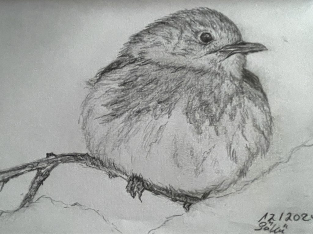 Vogel Winter aufgeplustert Bleistiftzeichnung