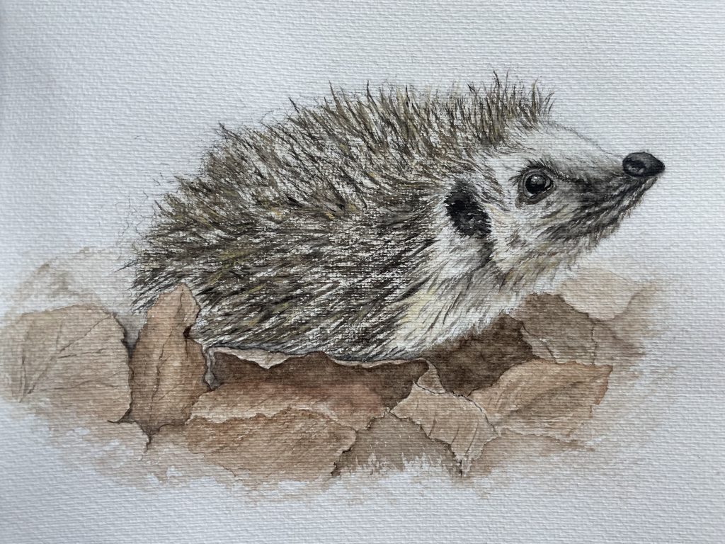 Igel auf Blättern Aquarell Natur