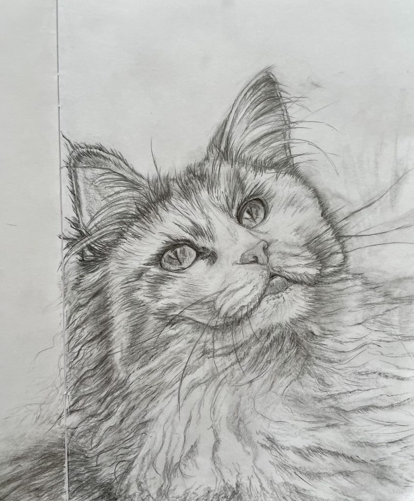 Katze Bleistiftzeichnung