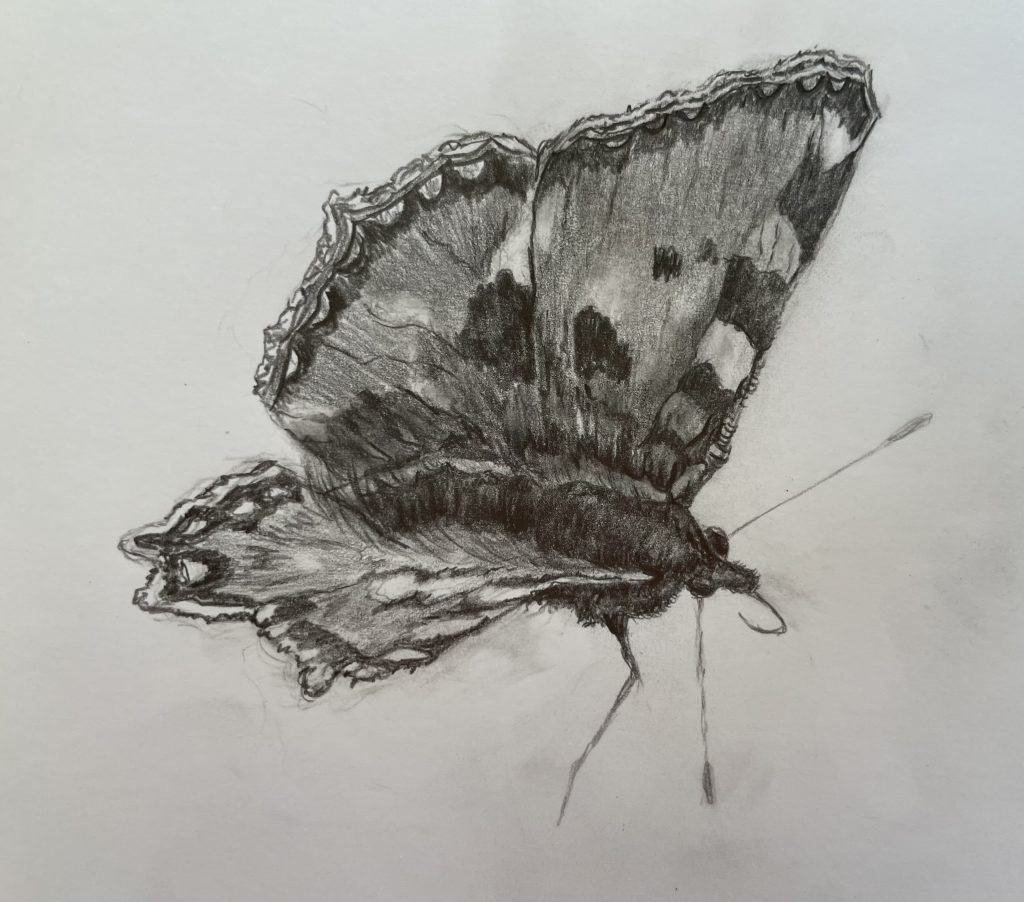 Schmetterling Bleistiftzeichnung