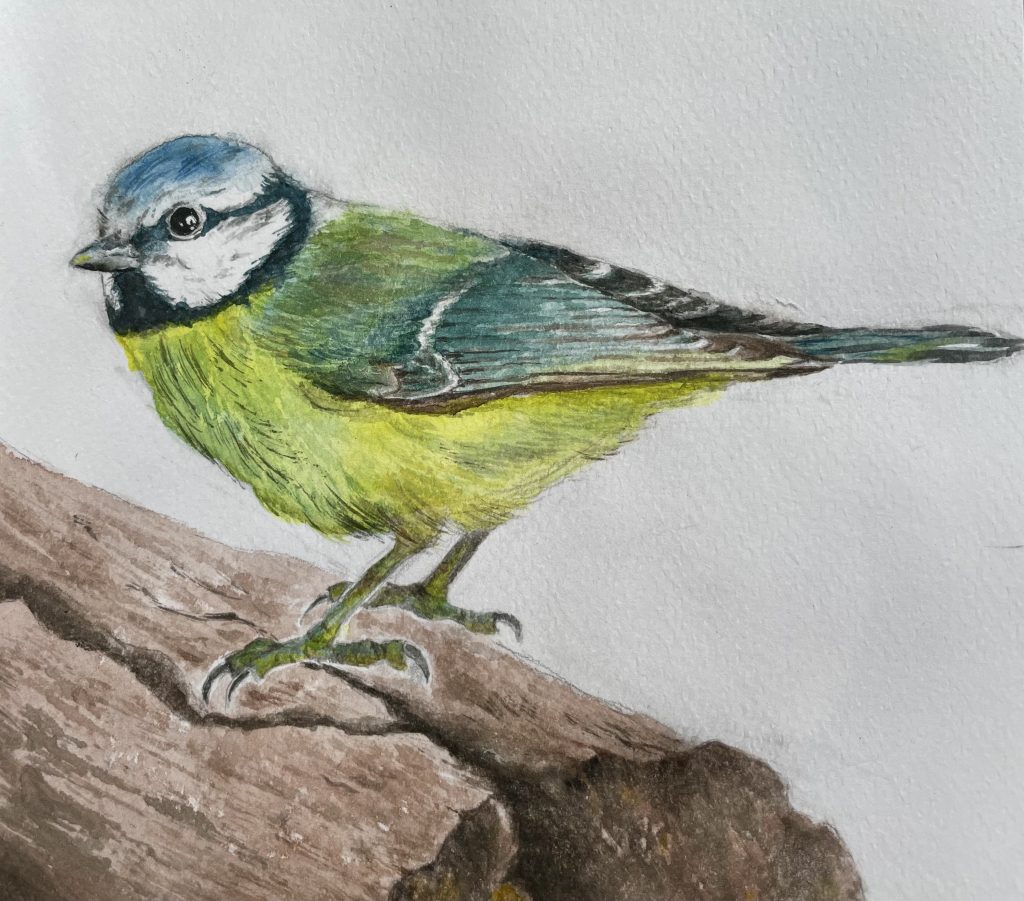 Meise auf Holzblock Aquarell Natur Blaumeise