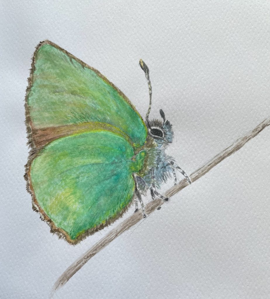 Schmetterling grün Aquarell Natur