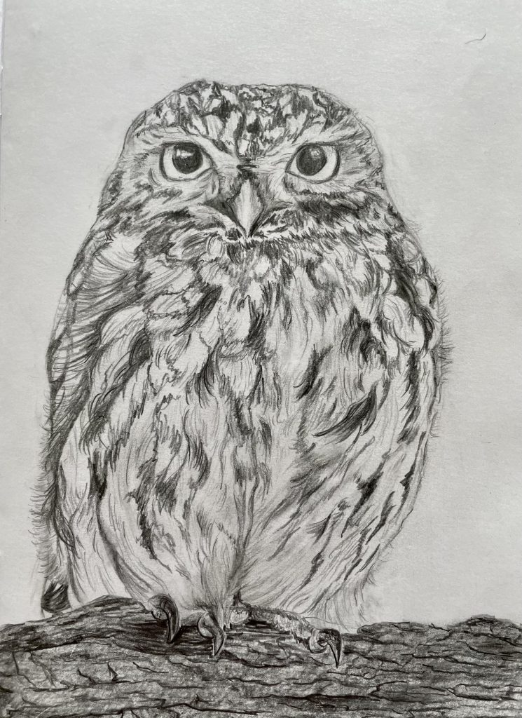 Eule Uhu Bleistiftzeichnung auf Stamm Ast