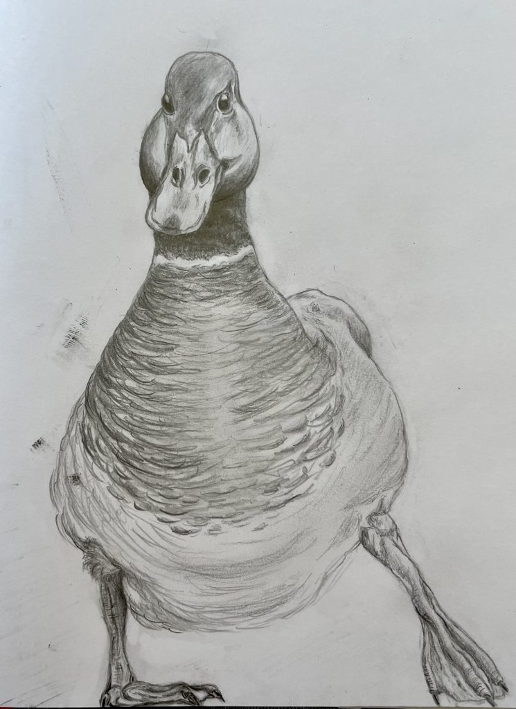 Erpel Ente laufend Bleistiftzeichnung