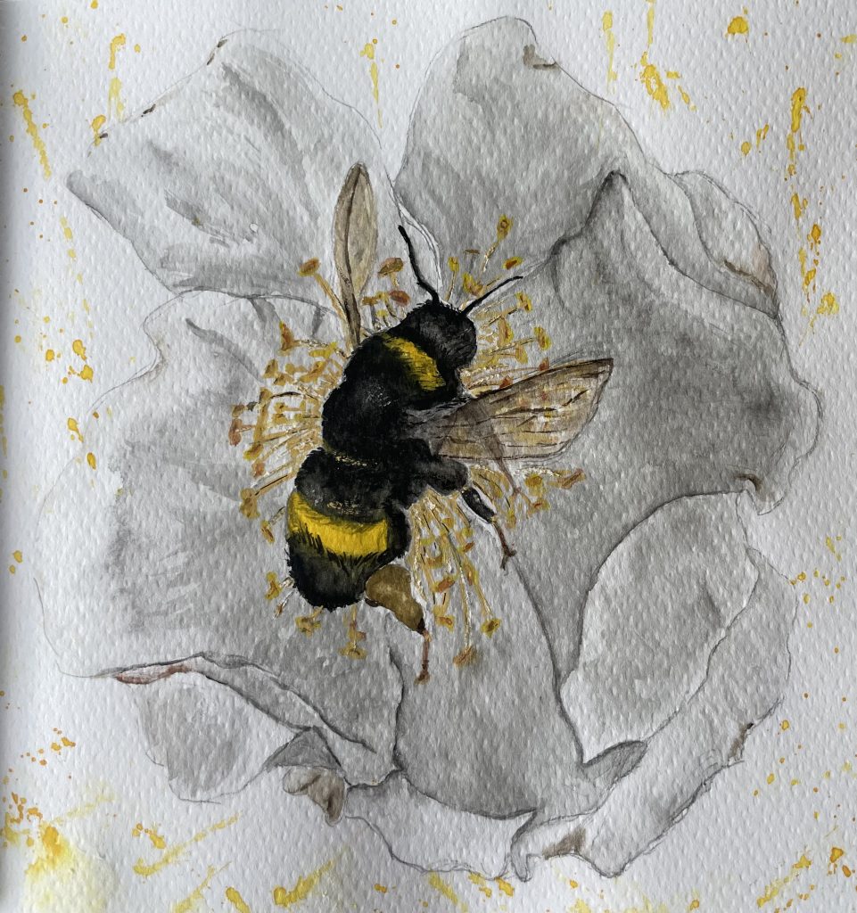 Hummel auf Blüte grau mit gelbem Blütenstaub Aquarell Bleistiftzeichnung
