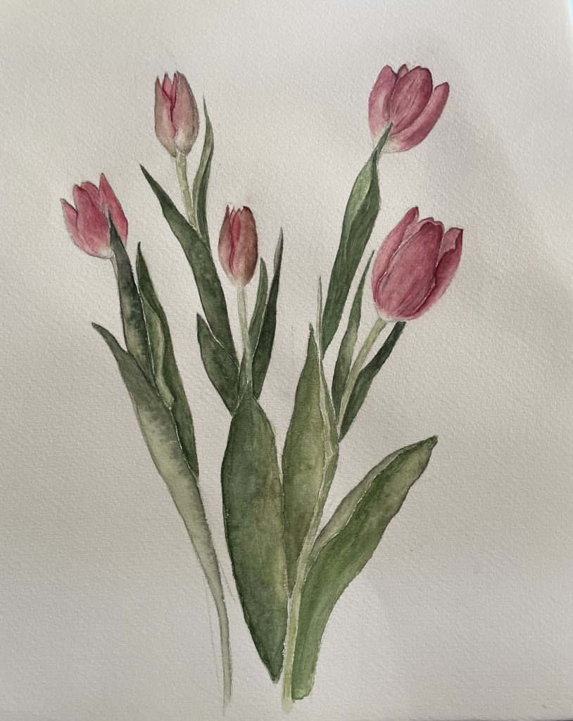 Tulpen 5 Stängel in Dunkelrosa Aquarell Natur