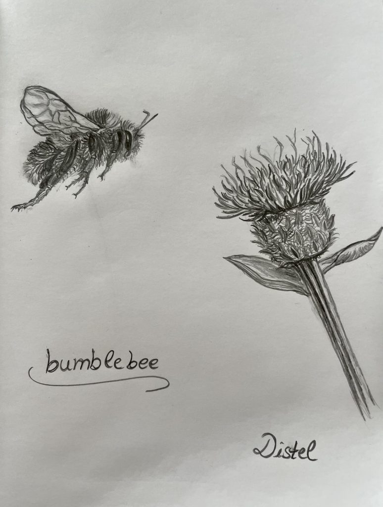 Distel mit Biene Bleistiftzeichnung
