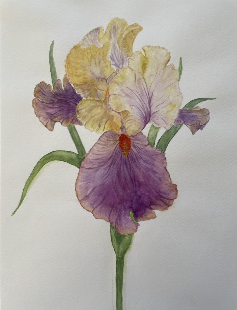 Löwenmäulchen einzelne Blüte in Lila Gelb Aquarell Natur