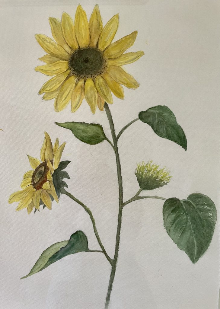 Naturillustration in Aquarell