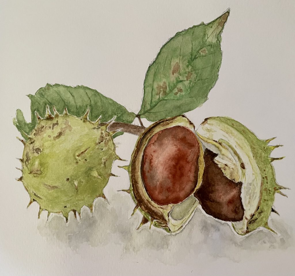Kastanien Aquarell Natur