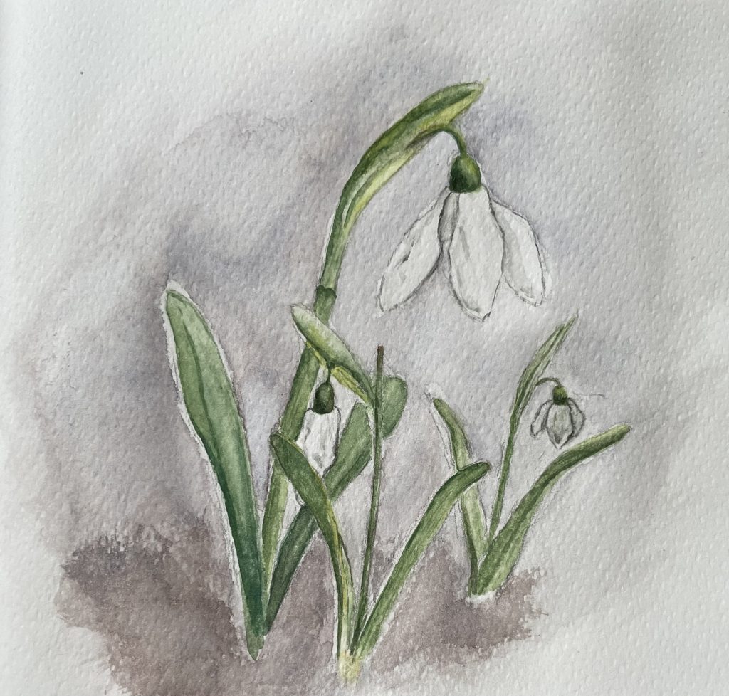 Schneeglöckchen Aquarell Natur