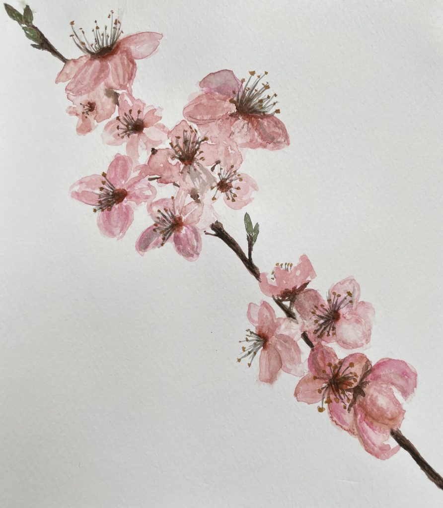 Kirschblüten an Ast Aquarell Natur
