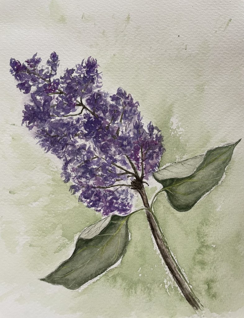 Fliederblüte Aquarell Natur