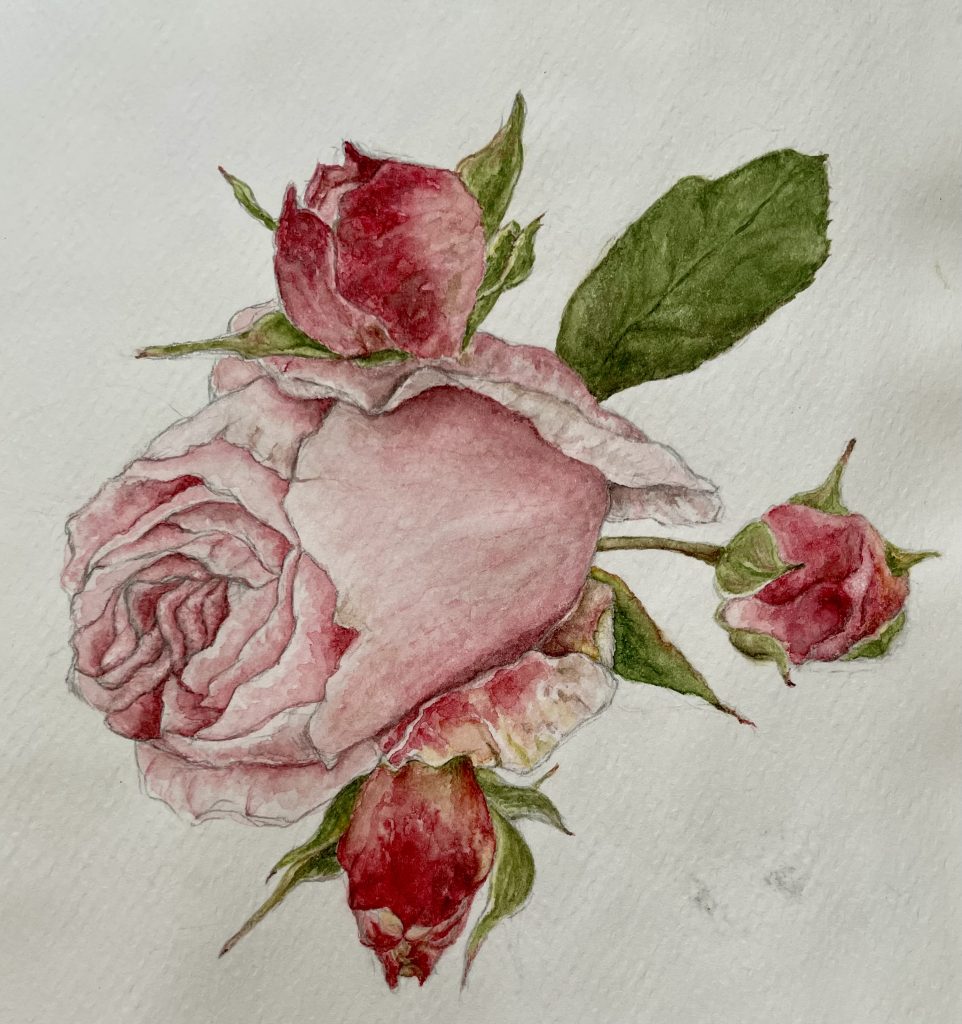 Rose mit 3 Knospen Aquarell Natur