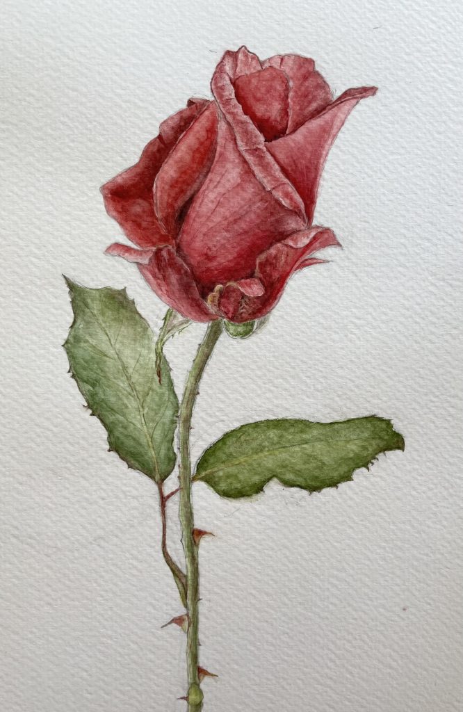 Einzelne Rose Aquarell Natur