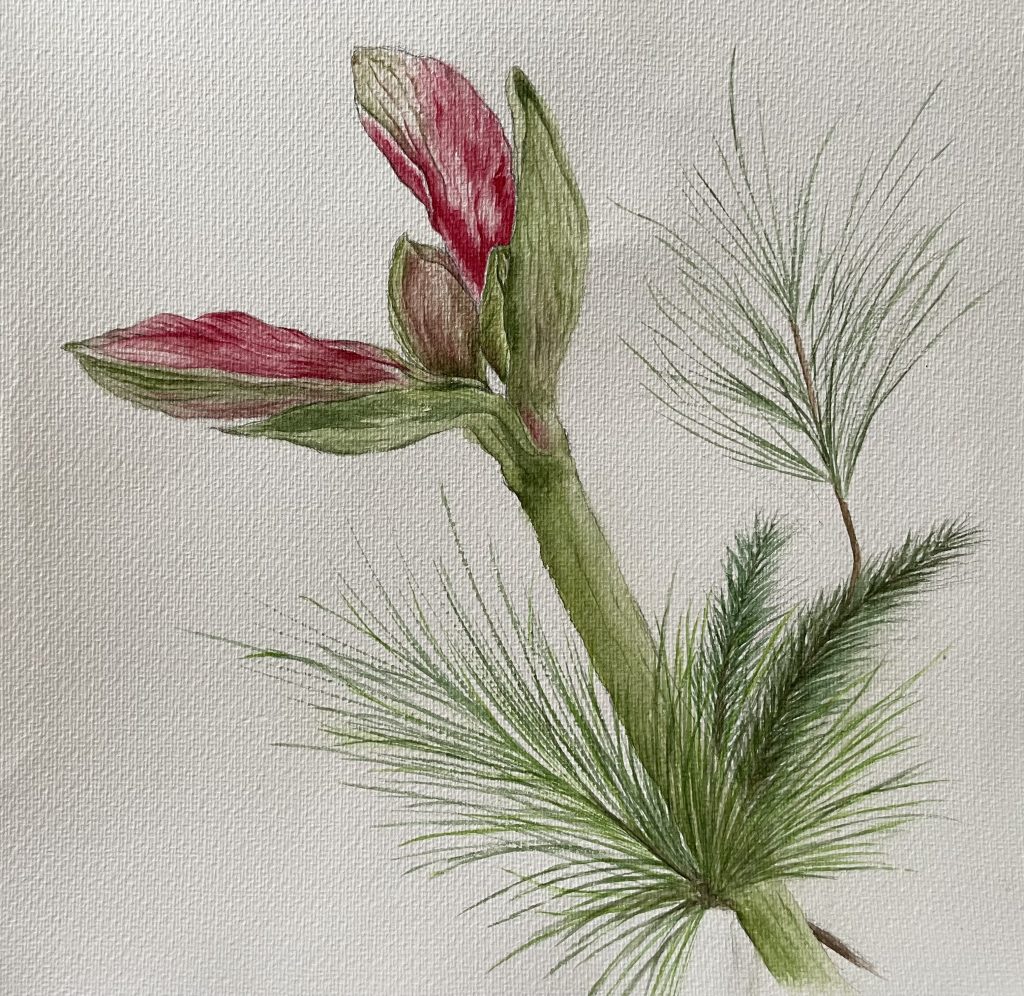 Amaryllis mit Tannengrün Aquarell Natur