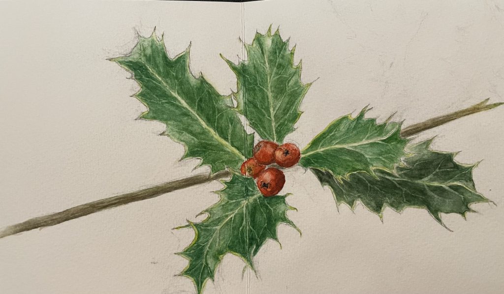Ilex mehrere Blätter und 4 Beeren auf einem Ast Aquarell Natur