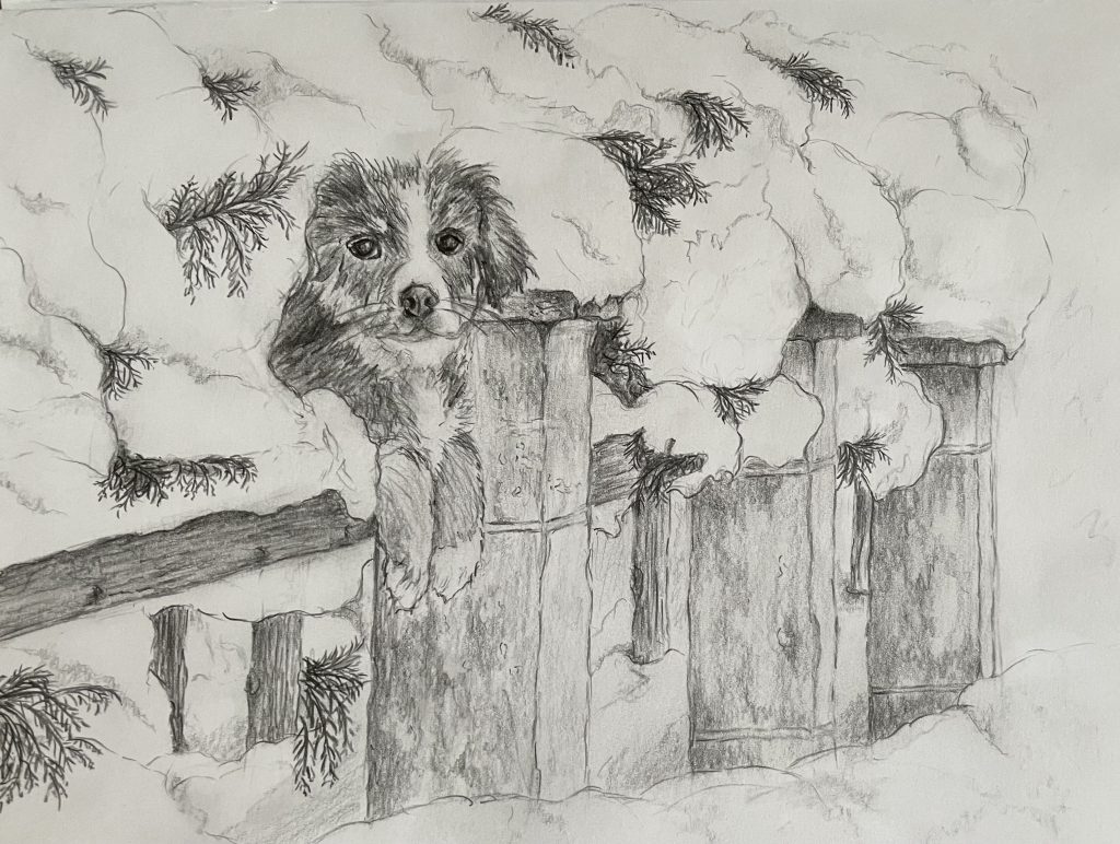 Hund mit Schnee im Strauch Pfoten über dem Zaun Bleistiftzeichnung