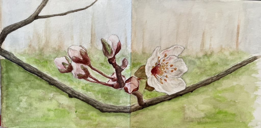 Kirschblüte mit Knospen Aquarell Natur