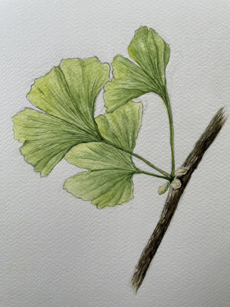 Gingko Blatt am Ast Aquarell Natur