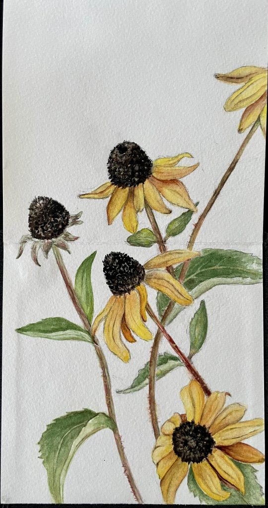 Sonnenhut Aquarell Natur