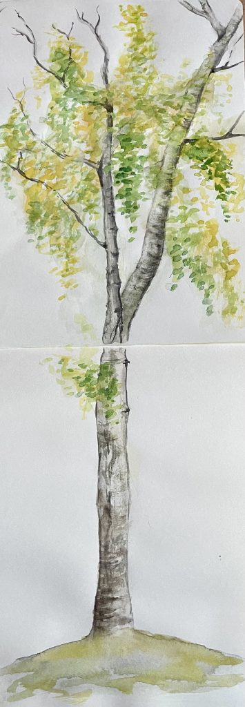Baum Birke Aquarell Natur