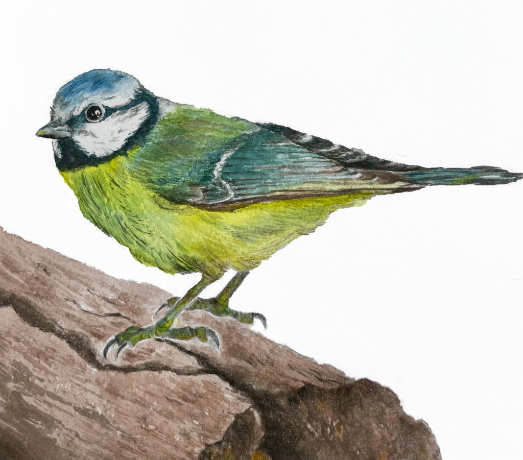 Naturillustration in Aquarell