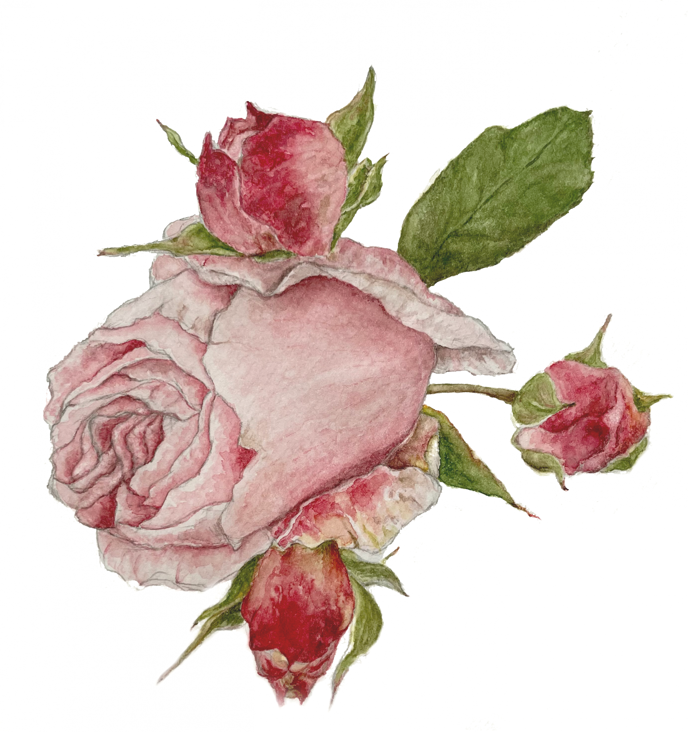 Rosenblüten mit 3 Knospen Aquarell Natur freigestellt
