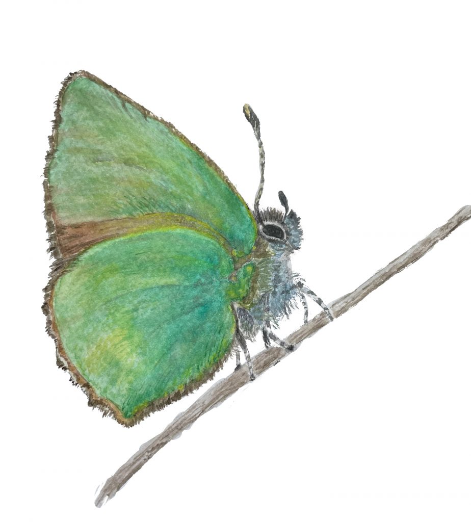 Schmetterling Aquarell Natur