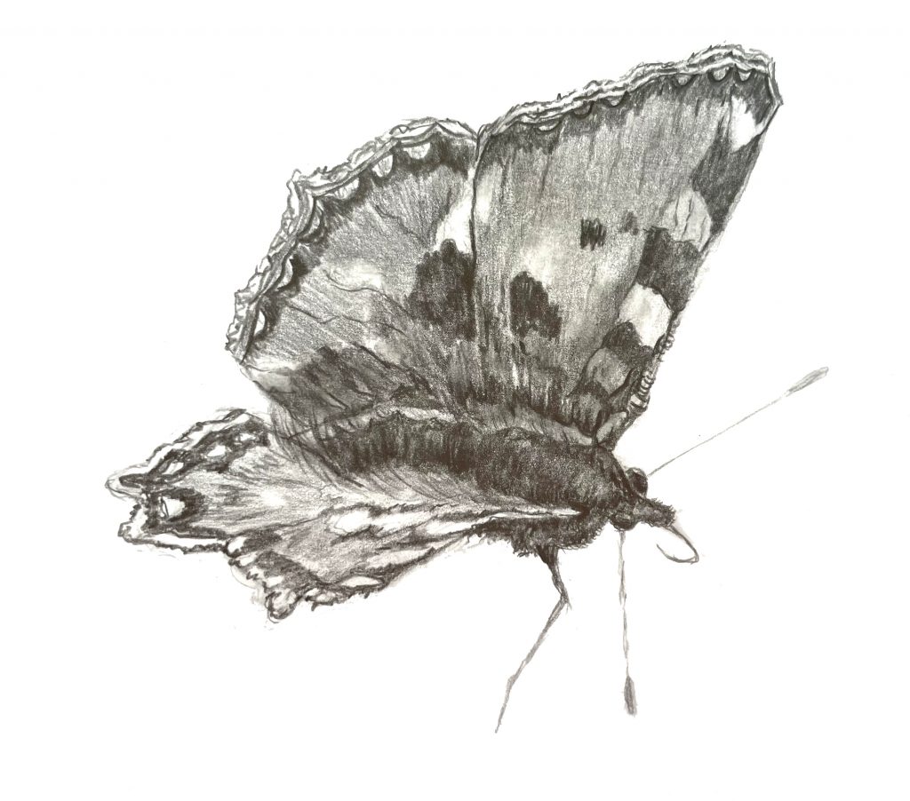 Schmetterling Bleistiftzeichnung