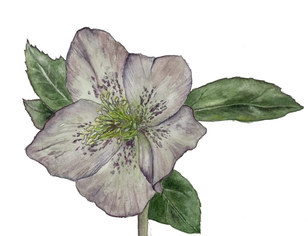 Violette Blüte
