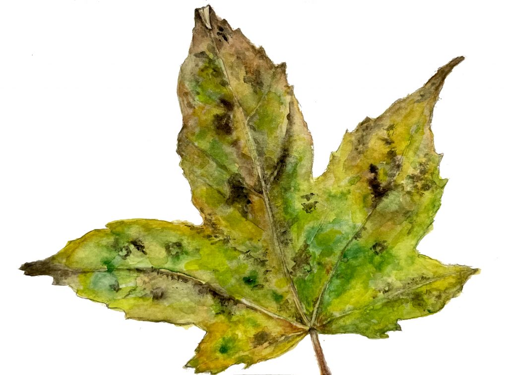 Blatt Kastanie im Herbst