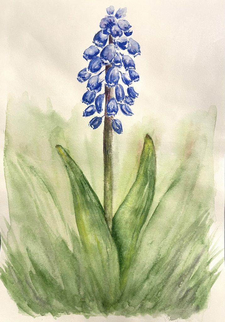 Blaue Blüte Traubehyazinthe Aquarell