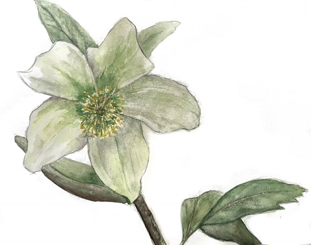 Christrose