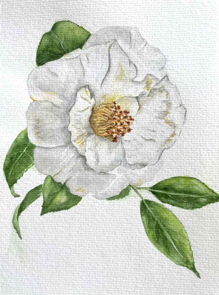 Naturillustration in Aquarell