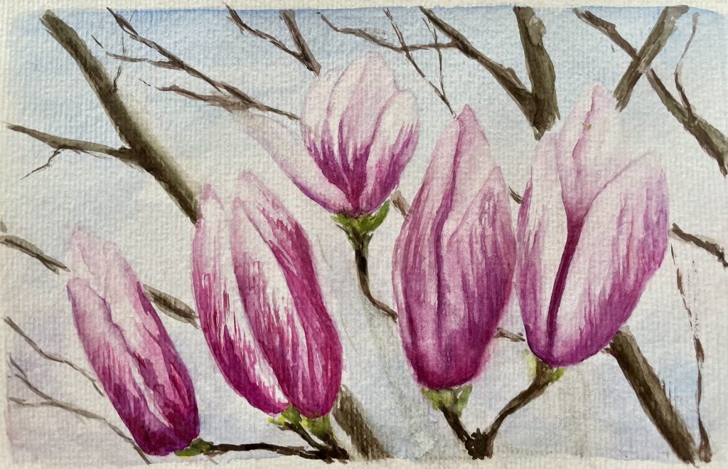 Magnolienblüten