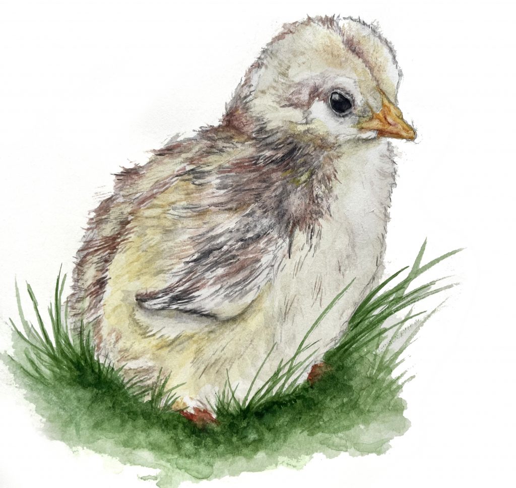 Kücken im Gras