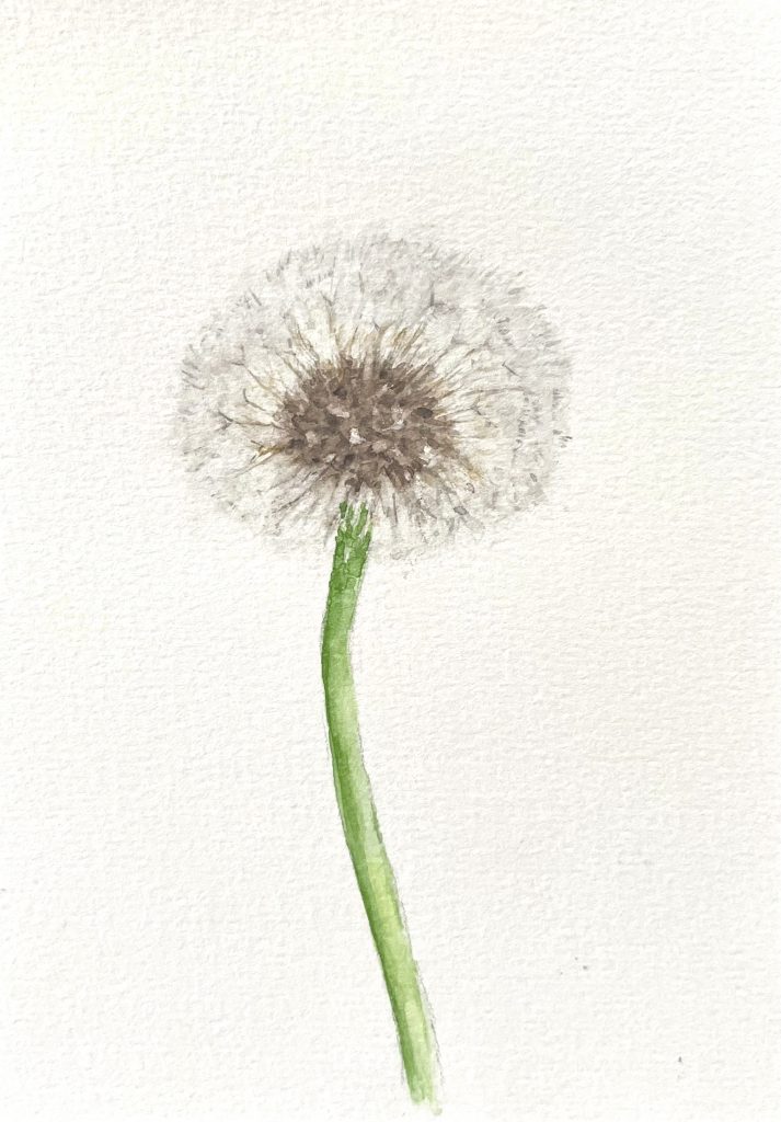 Pusteblume