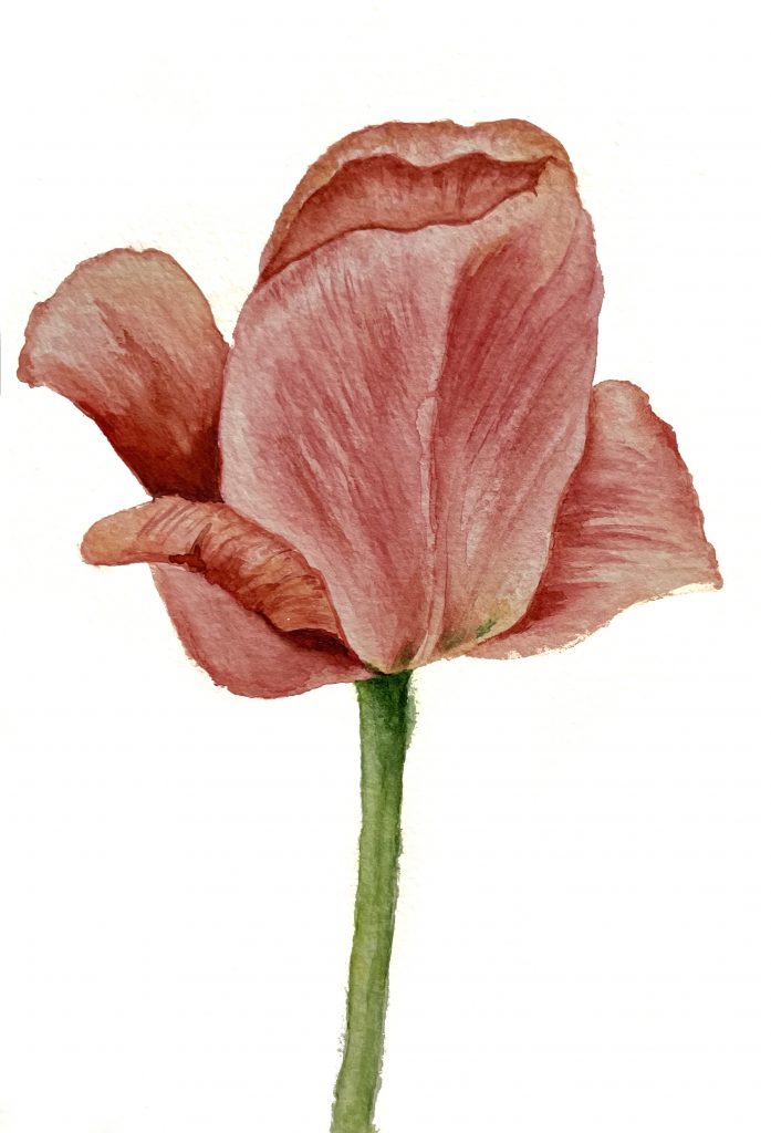 tulpe rosa rot