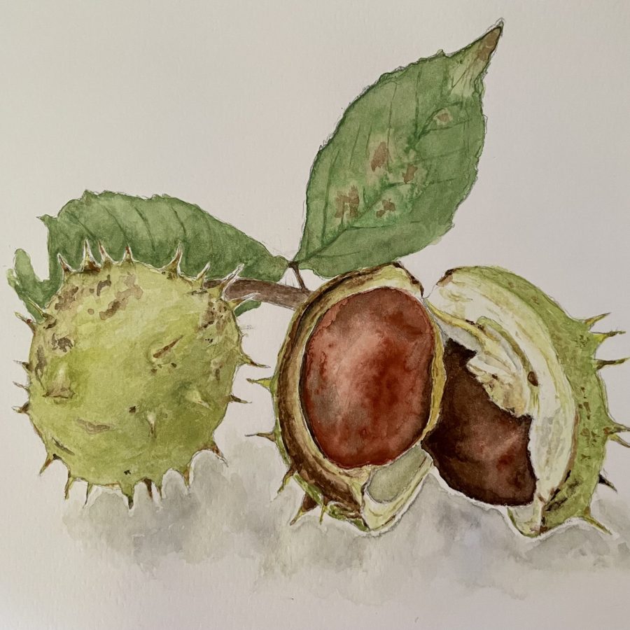 Kastanien Aquarell Natur