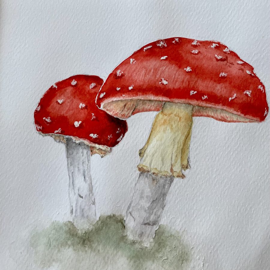 Fliegenpilze Aquarell Natur