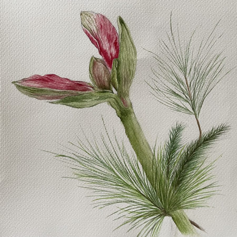 Amaryllis mit Tannengrün Aquarell Natur