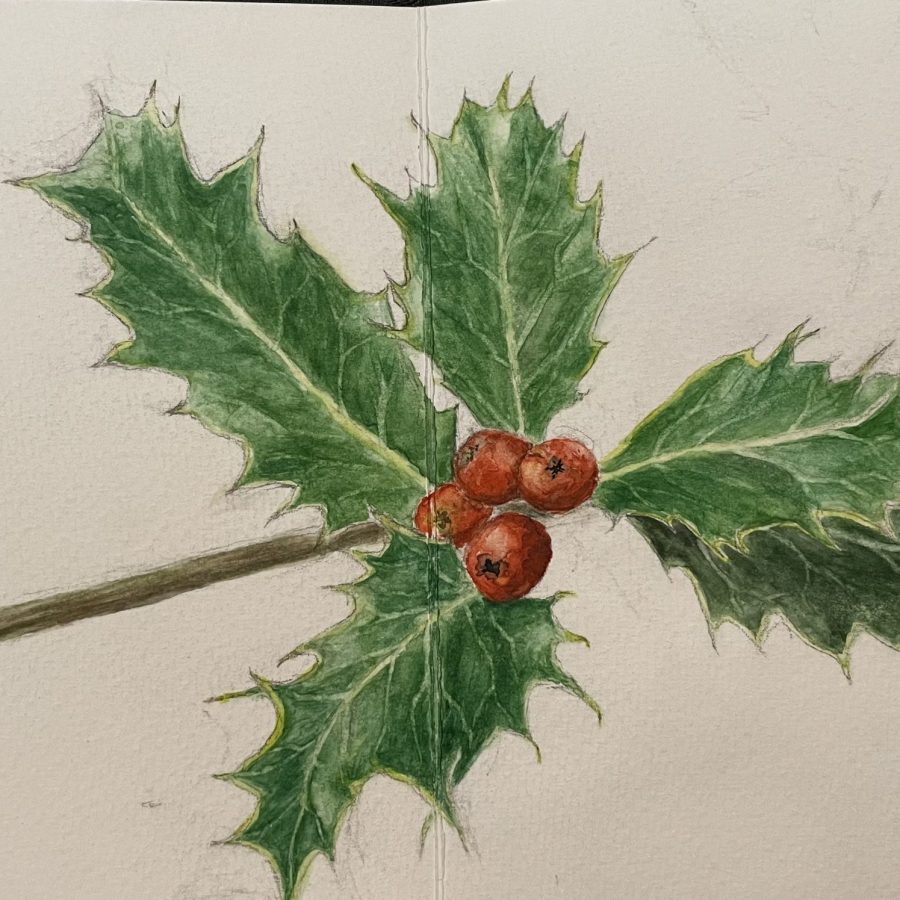 Ilex mehrere Blätter und 4 Beeren auf einem Ast Aquarell Natur