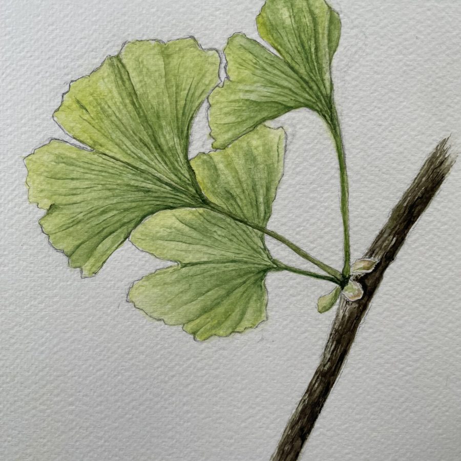Gingko Blatt am Ast Aquarell Natur