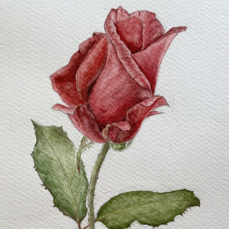 Einzelne Rose Aquarell Natur
